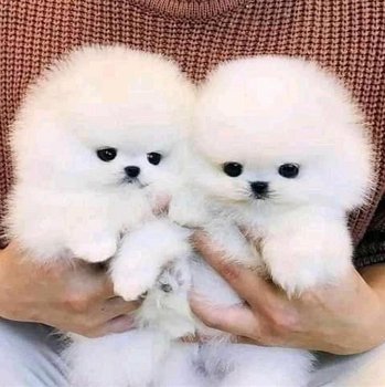 Super schattige Pommerse puppy's beschikbaar - 0