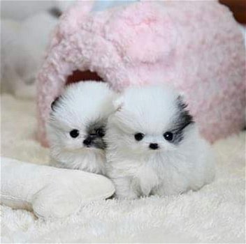 Super schattige Pommerse puppy's beschikbaar - 1