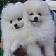 Gezonde Pommerse puppy's beschikbaar - 0 - Thumbnail