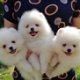 Gezonde Pommerse puppy's beschikbaar - 1 - Thumbnail
