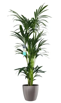 Decorum XL Kentia Palm in ELHO Brussels Diamond (Oyster Pearl) - 0