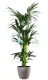 Decorum XL Kentia Palm in ELHO Brussels Diamond (Oyster Pearl) - 0 - Thumbnail