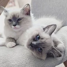 Mooie Ragdoll Kittens Beschikbaar voor verkoop.