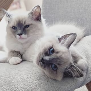 Mooie Ragdoll Kittens Beschikbaar voor verkoop. - 0