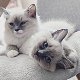 Mooie Ragdoll Kittens Beschikbaar voor verkoop. - 0 - Thumbnail