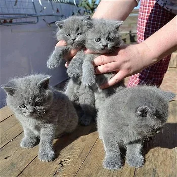 Mooie mannelijke en vrouwelijke Britse korthaar kittens te koop. - 0