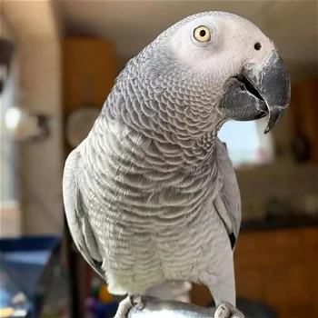 schattige Afrikaanse grijze papegaai voor adoptie. - 0