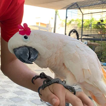 De Sulphur Crested Cockatoo-papegaai klaar voor adoptie. - 0