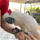 De Sulphur Crested Cockatoo-papegaai klaar voor adoptie. - 0 - Thumbnail