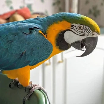 mooie en schattige gouden ara papegaai klaar voor adoptie. - 0