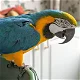 mooie en schattige gouden ara papegaai klaar voor adoptie. - 0 - Thumbnail