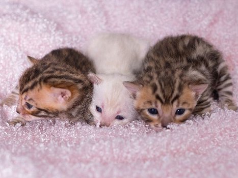 Schattige Bengaalse kittens voor adoptie - 0