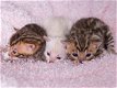 Schattige Bengaalse kittens voor adoptie - 0 - Thumbnail