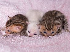 Schattige Bengaalse kittens voor adoptie