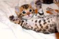 Bengaalse kittens beschikbaar - 0 - Thumbnail