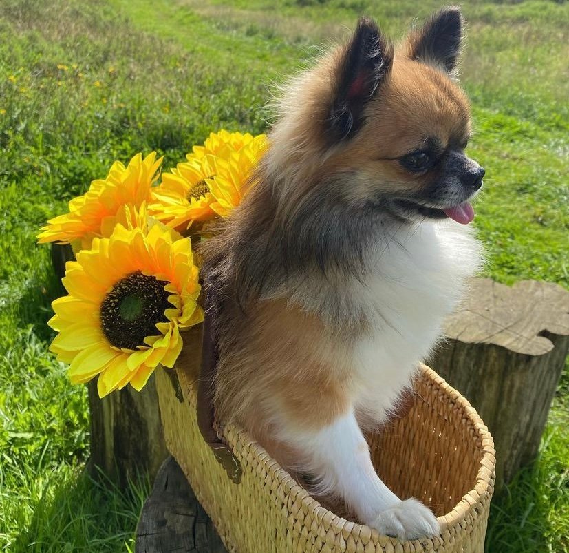 Chihuahua Dekreu FCI Stamboom Ter Dekking - nr. 1