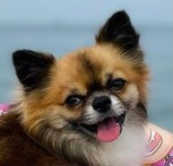 Chihuahua Dekreu FCI Stamboom Ter Dekking - Afbeelding 2