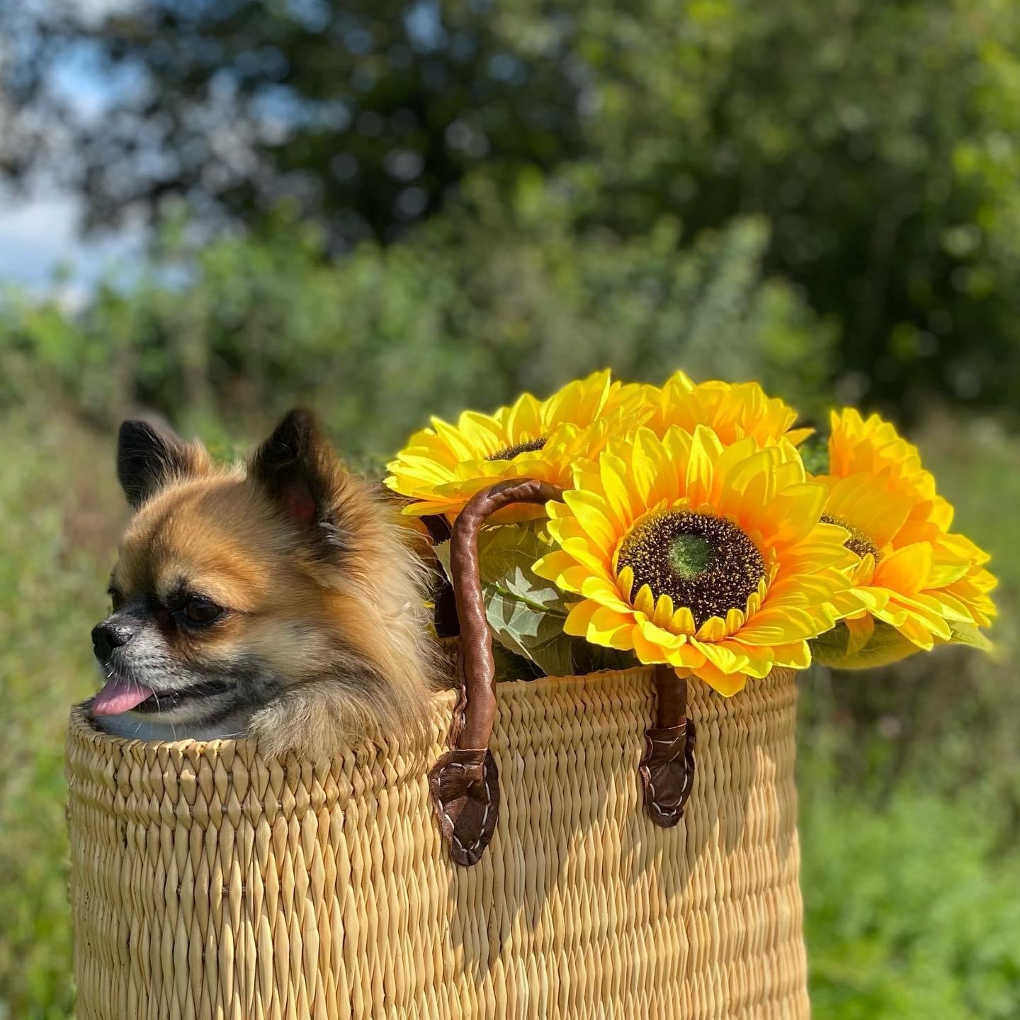 Chihuahua Dekreu FCI Stamboom Ter Dekking - Afbeelding 3
