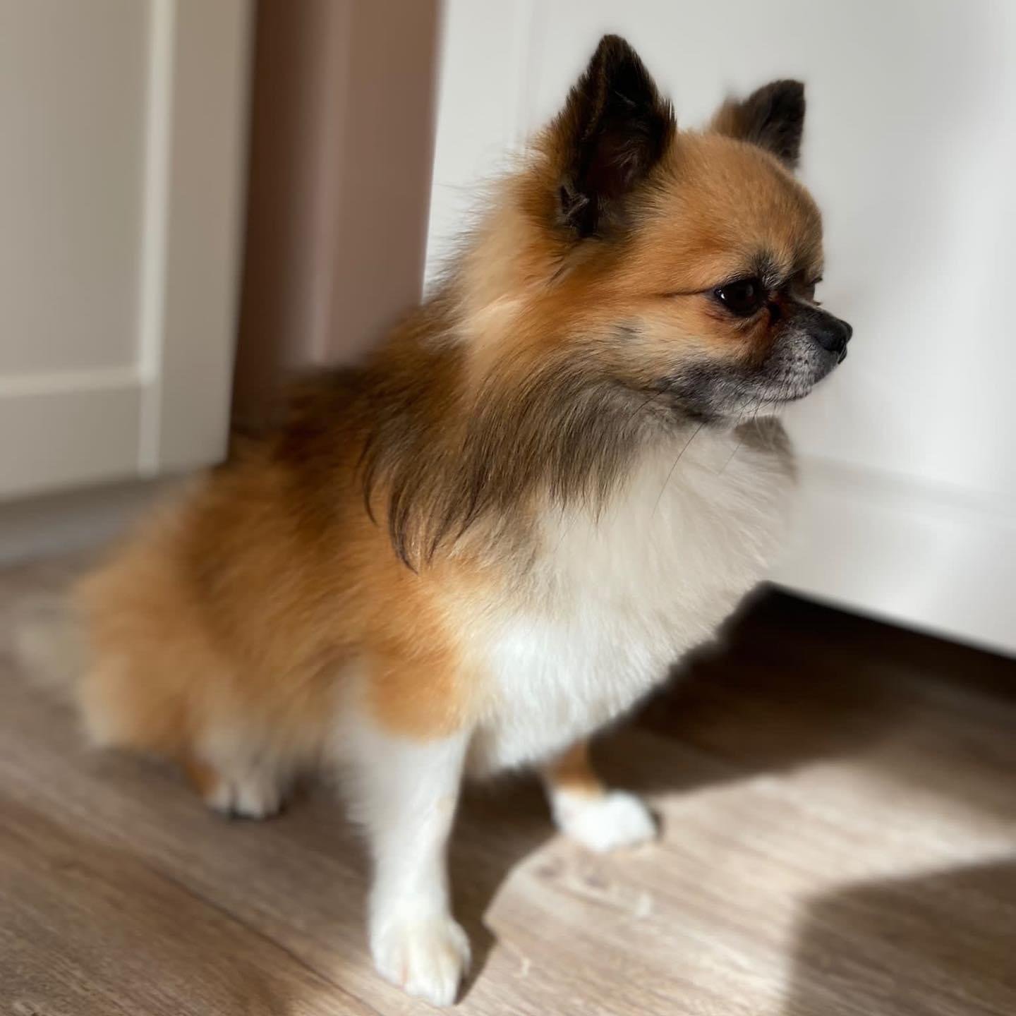 Chihuahua Dekreu FCI Stamboom Ter Dekking - Afbeelding 4