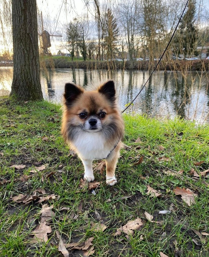 Chihuahua Dekreu FCI Stamboom Ter Dekking - Afbeelding 5