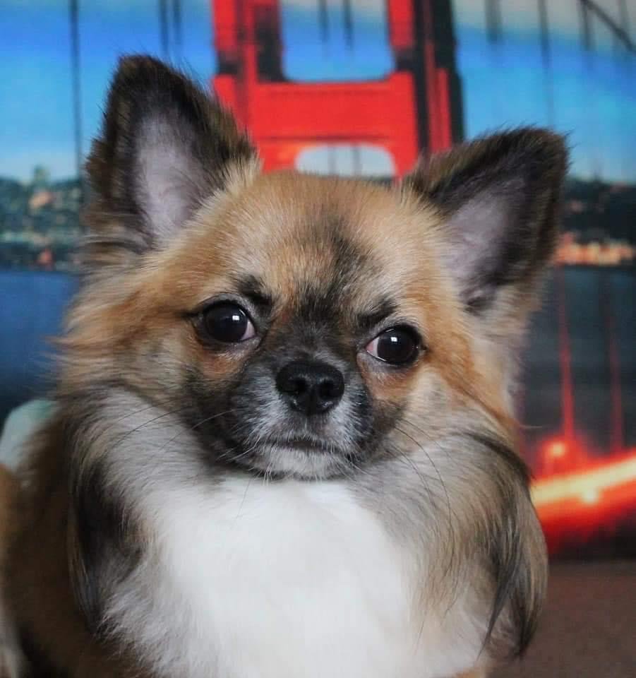 Chihuahua Dekreu FCI Stamboom Ter Dekking - Afbeelding 6