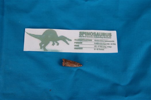 Tand van Spinosaurus - 0