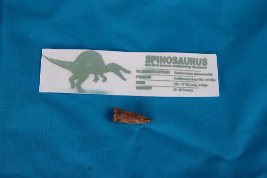 Tand van Spinosaurus - 1