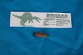 Tand van Spinosaurus - 2 - Thumbnail