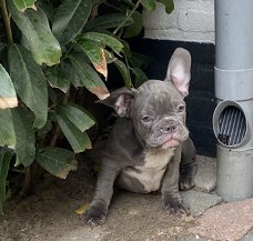 Twee blauwe Franse Bulldog pups 💙