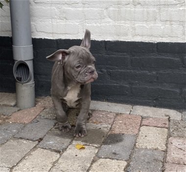 Twee blauwe Franse Bulldog pups 💙 - 2