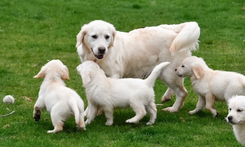 Golden retriever pups met ouders te zien. - nr. 1