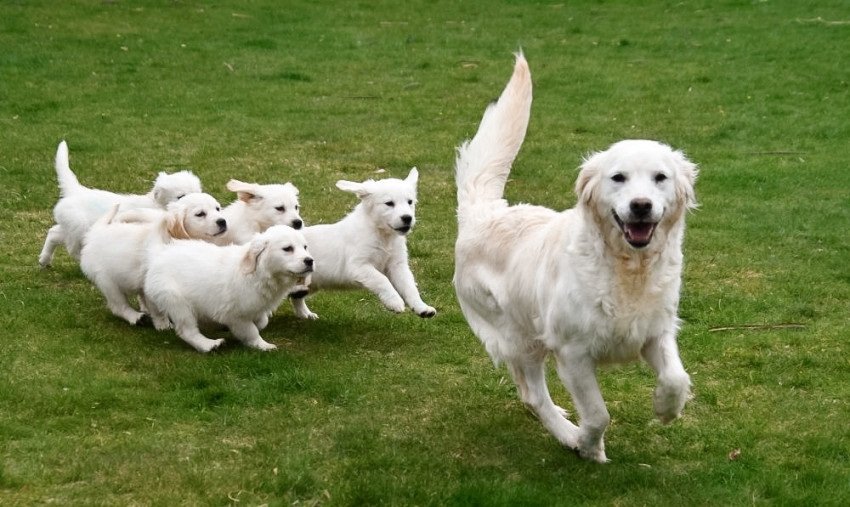 Golden retriever pups met ouders te zien. - Afbeelding 2