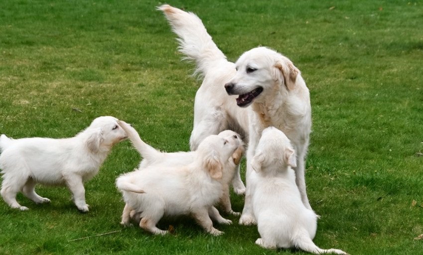 Golden retriever pups met ouders te zien. - Afbeelding 3