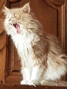 Maine coon dekkater - 3