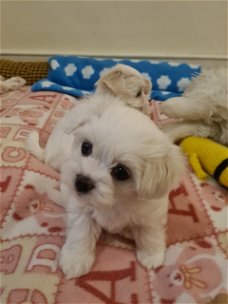 Maltese puppies