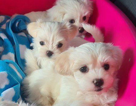 Maltese puppies - 1