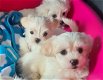 Maltese puppies - 1 - Thumbnail