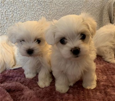 Maltese puppies - 2