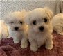 Maltese puppies - 2 - Thumbnail