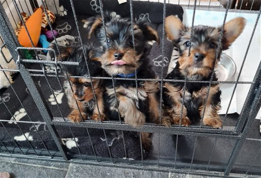 Yorkie Puppies for lovely homes - 0