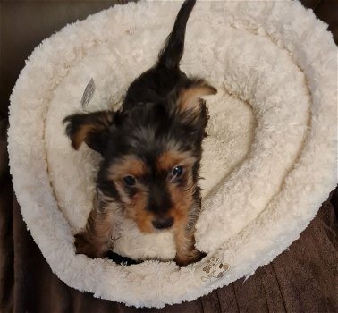 Yorkie Puppies for lovely homes - 1