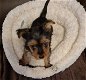Yorkie Puppies for lovely homes - 1 - Thumbnail