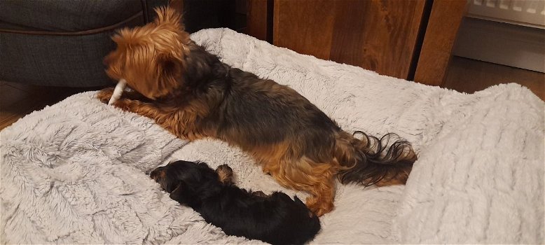 Yorkie Puppies for lovely homes - 2