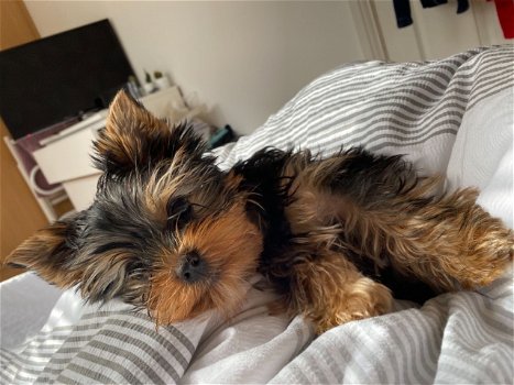 Yorkie Puppies for lovely homes - 3