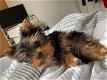 Yorkie Puppies for lovely homes - 3 - Thumbnail