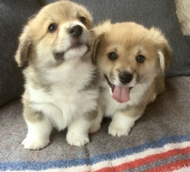 Miniatuur Corgi puppy's - 0