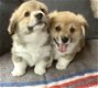 Miniatuur Corgi puppy's - 0 - Thumbnail