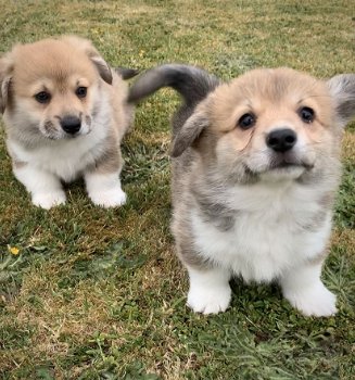 Miniatuur Corgi puppy's - 2