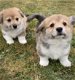 Miniatuur Corgi puppy's - 2 - Thumbnail