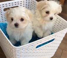 Lovely Maltese puppies